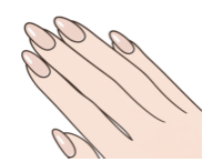 爪の形のイメージ